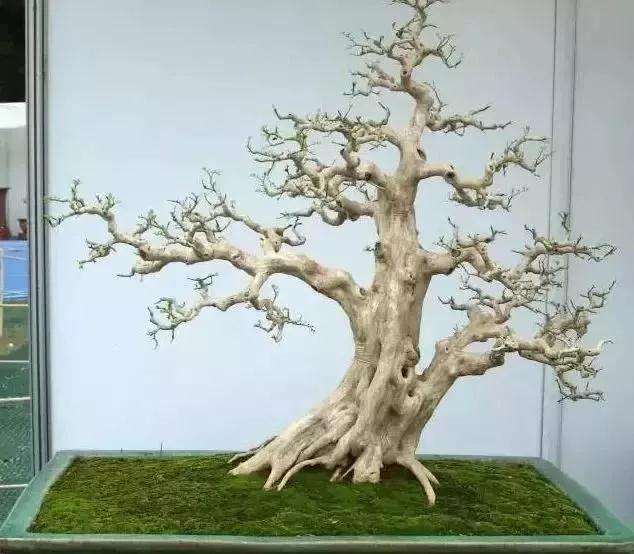 树桩盆景怎么修剪养护的方法