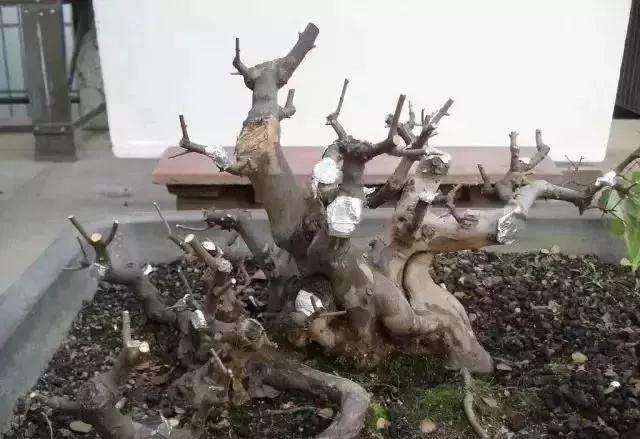 树桩盆景怎么修剪养护的方法
