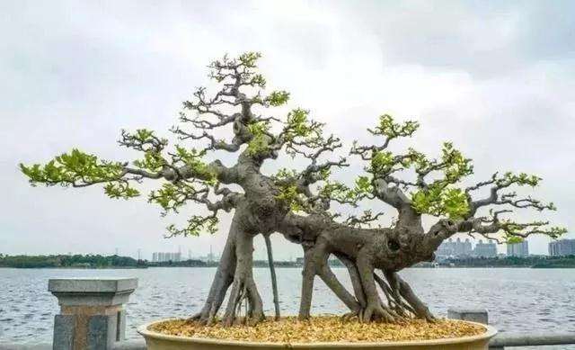 树桩盆景怎么修剪养护的方法