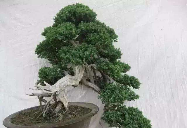 树桩盆景怎么修剪养护的方法