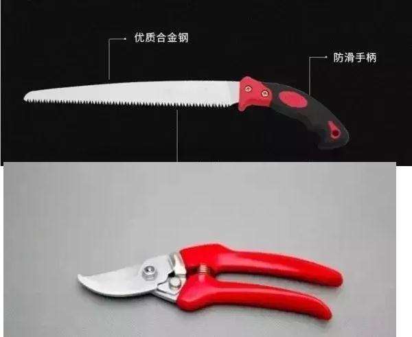 树桩盆景怎么修剪养护的方法