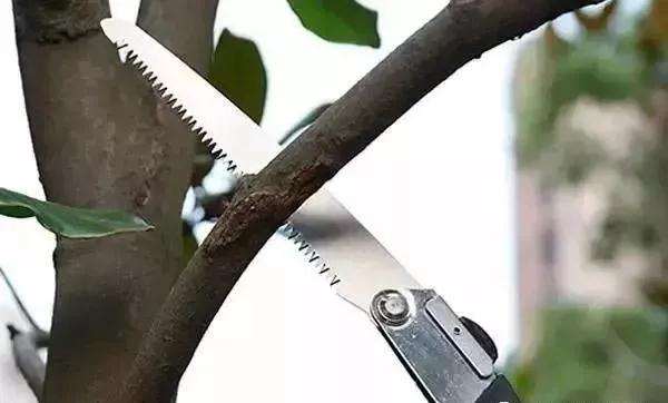 树桩盆景怎么修剪养护的方法