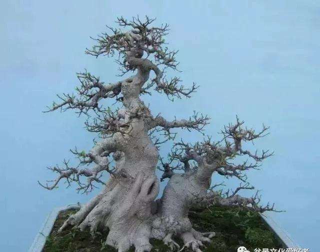 树桩盆景怎么修剪养护的方法