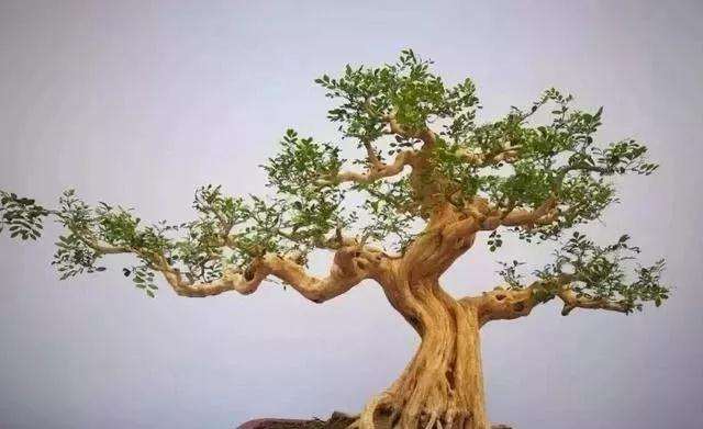 树桩盆景怎么修剪养护的方法