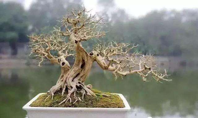 树桩盆景怎么修剪养护的方法