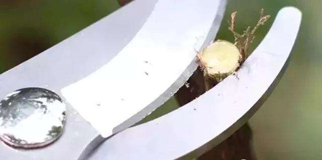 树桩盆景怎么修剪养护的方法