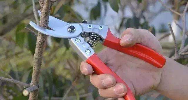 树桩盆景怎么修剪养护的方法