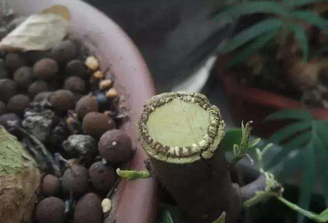 树桩盆景怎么修剪养护的方法