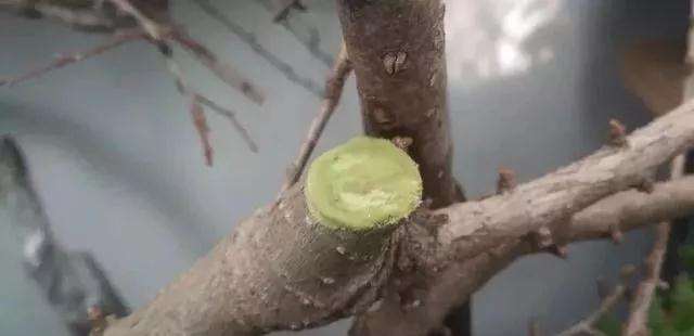 树桩盆景怎么修剪养护的方法