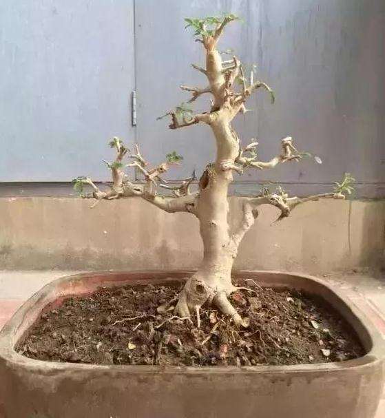 树桩盆景怎么修剪养护的方法