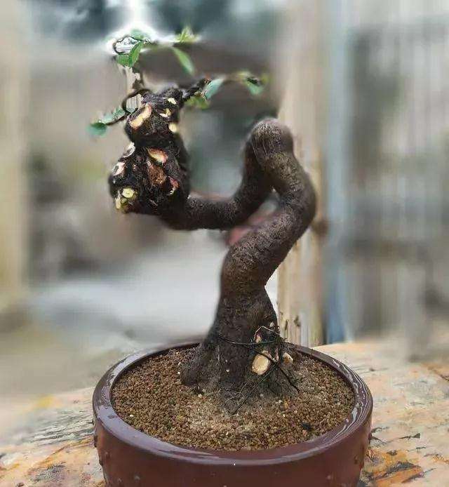 图解 怪根胡秃子盆景怎么修剪造型