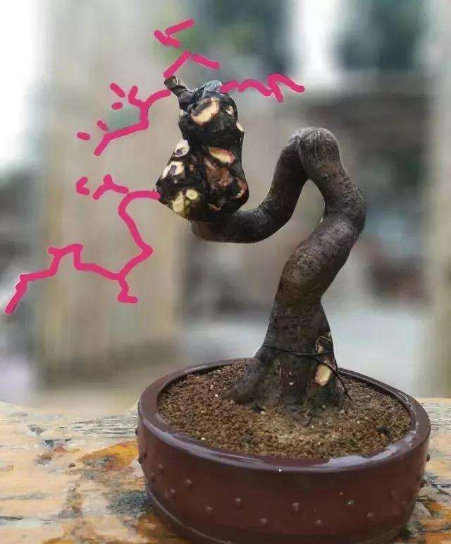 图解 怪根胡秃子盆景怎么修剪造型