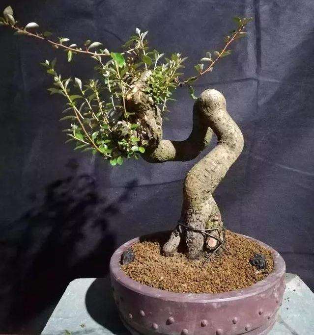 图解 怪根胡秃子盆景怎么修剪造型