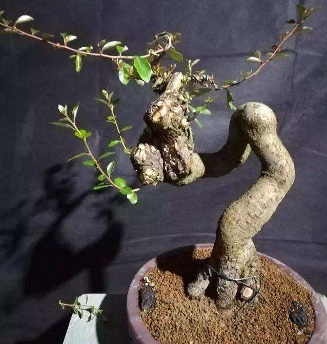 图解 怪根胡秃子盆景怎么修剪造型