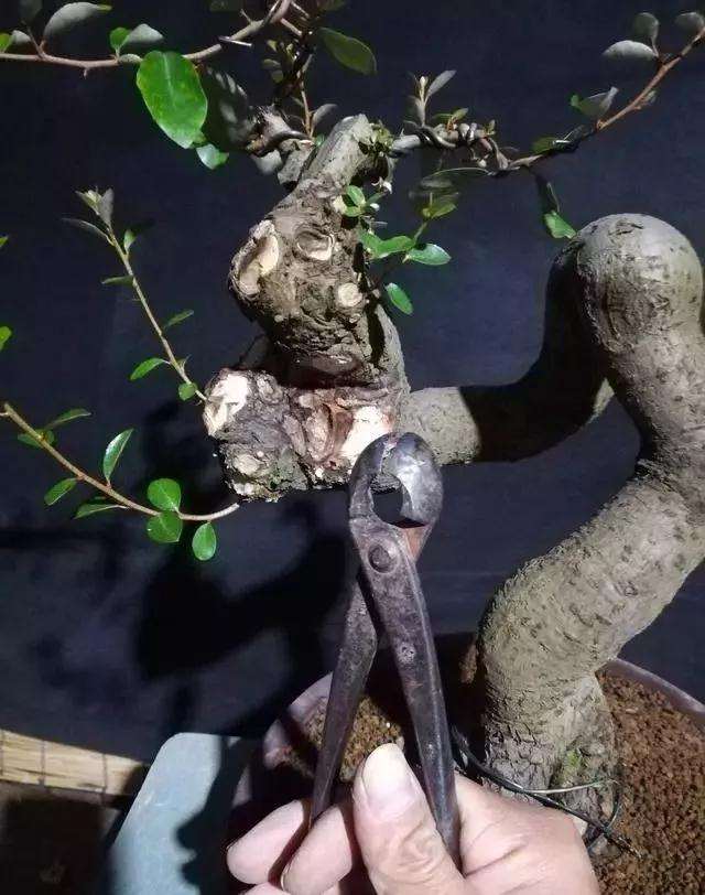 图解 怪根胡秃子盆景怎么修剪造型