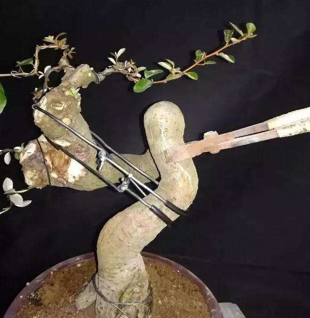 图解 怪根胡秃子盆景怎么修剪造型