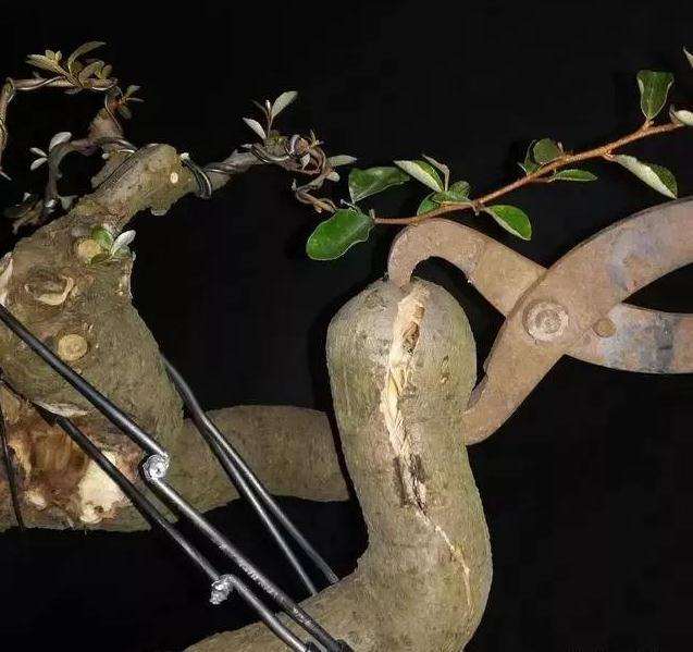 图解 怪根胡秃子盆景怎么修剪造型