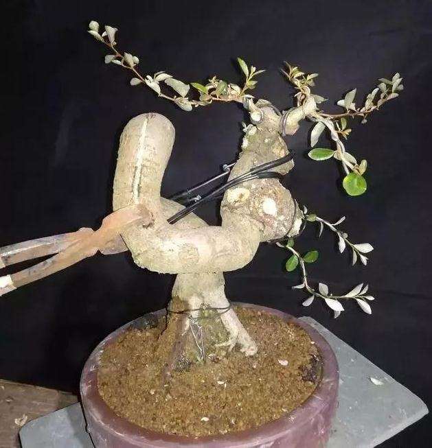 图解 怪根胡秃子盆景怎么修剪造型