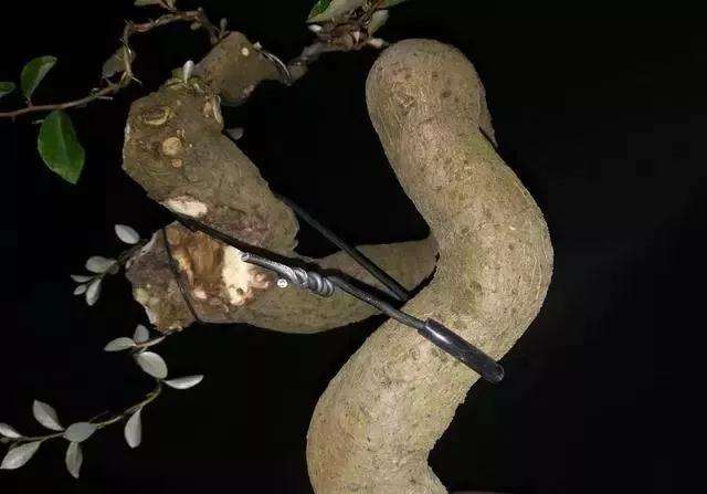 图解 怪根胡秃子盆景怎么修剪造型