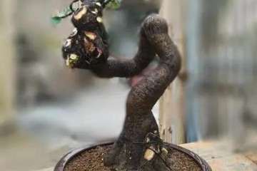 图解 怪根胡秃子盆景怎么修剪造型