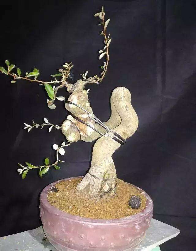 图解 怪根胡秃子盆景怎么修剪造型