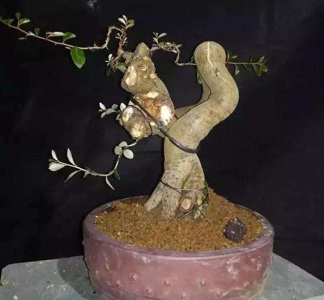 图解 怪根胡秃子盆景怎么修剪造型