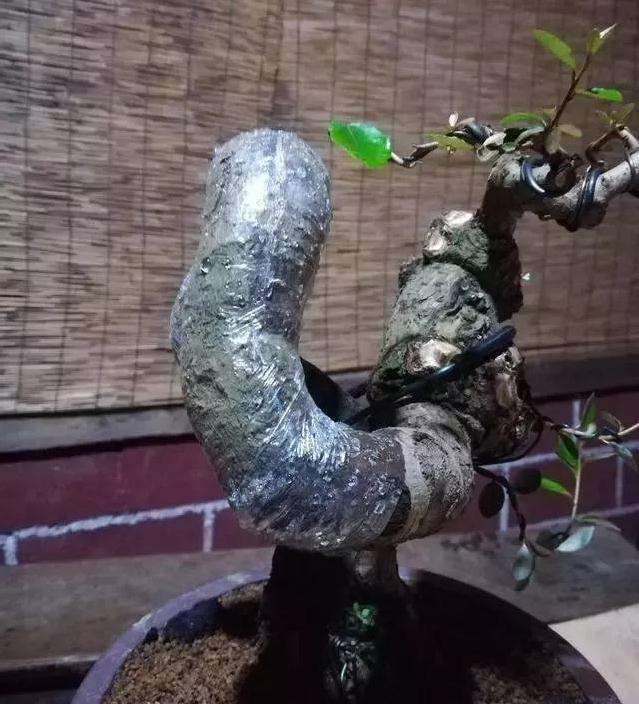 图解 怪根胡秃子盆景怎么修剪造型