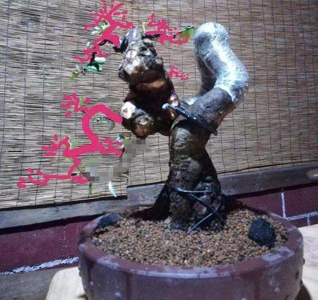 图解 怪根胡秃子盆景怎么修剪造型