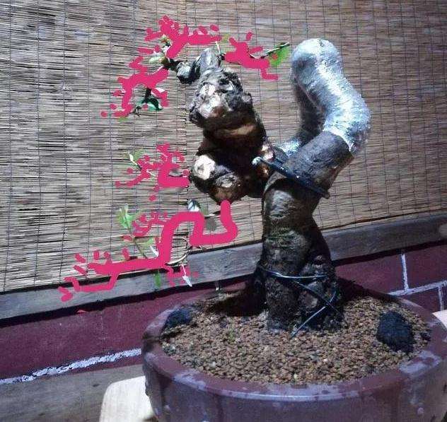 图解 怪根胡秃子盆景怎么修剪造型