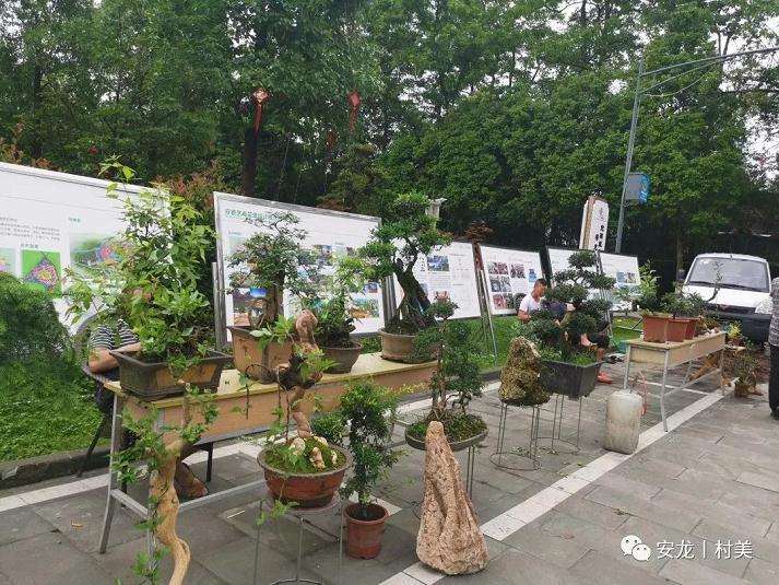 安龙村盆景交易市场