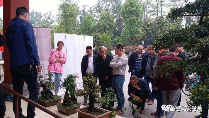 安龙村盆景交易市场