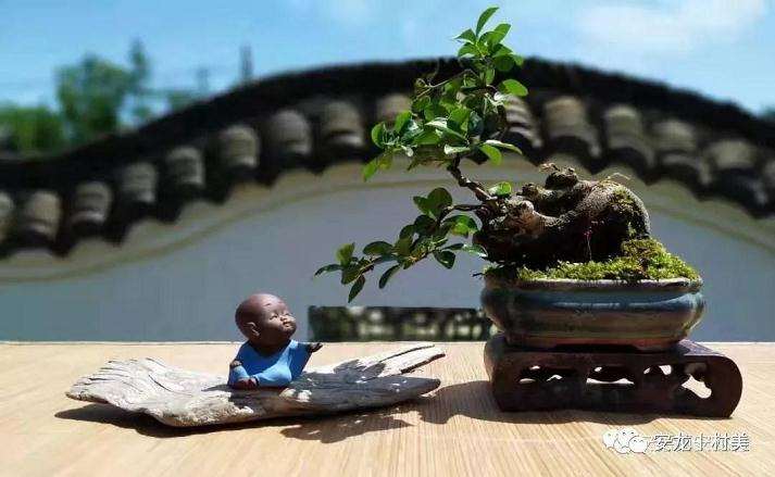 安龙村盆景交易市场