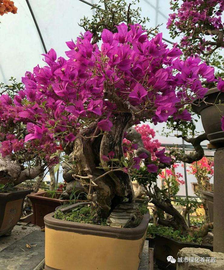 如何让三角梅盆景枝条催芽的技巧