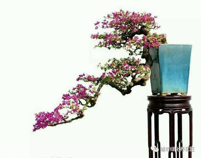 如何让三角梅盆景枝条催芽的技巧