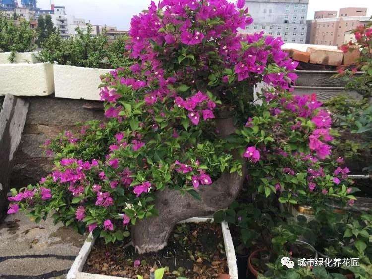 如何让三角梅盆景枝条催芽的技巧