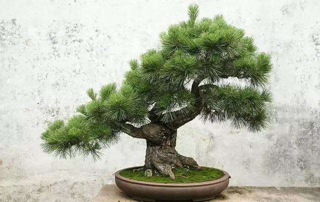 松树盆景有什么样的骨架结构