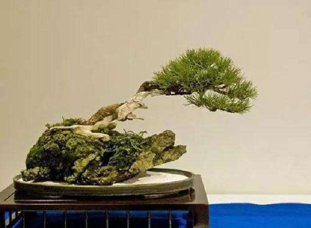 松树盆景怎么上盆创作的3个方法