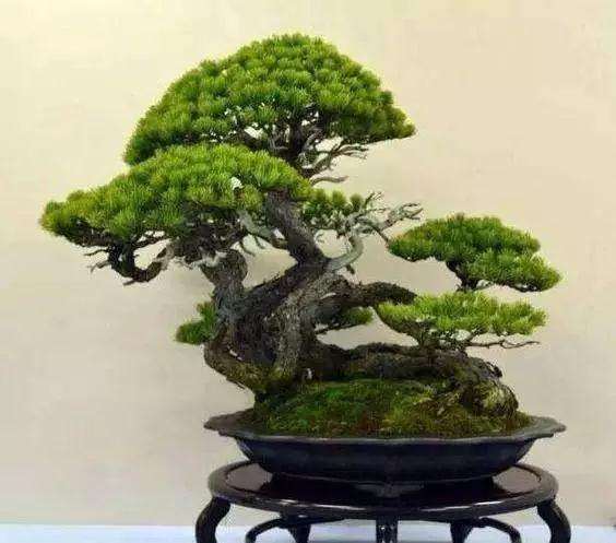 松树盆景造型怎么造型养护的方法