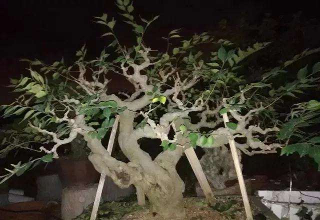 小叶朴树盆景怎么高压矮化的方法