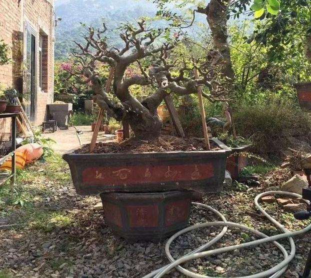 小叶朴树盆景怎么高压矮化的方法