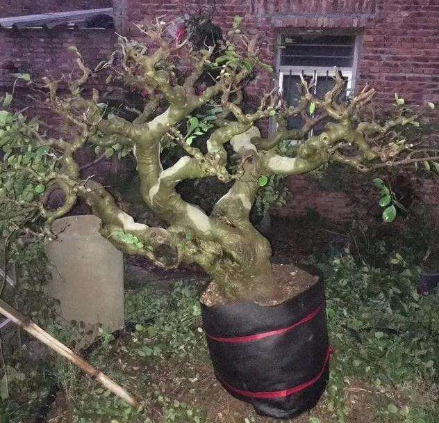 小叶朴树盆景怎么高压矮化的方法