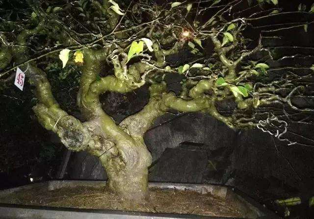 小叶朴树盆景怎么高压矮化的方法