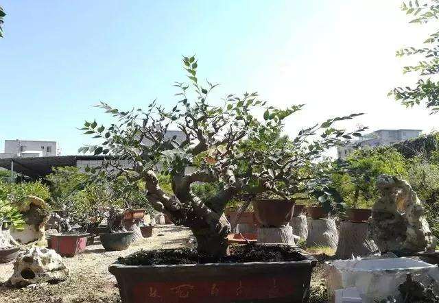 小叶朴树盆景怎么高压矮化的方法