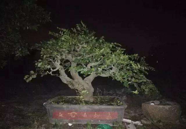 小叶朴树盆景怎么高压矮化的方法