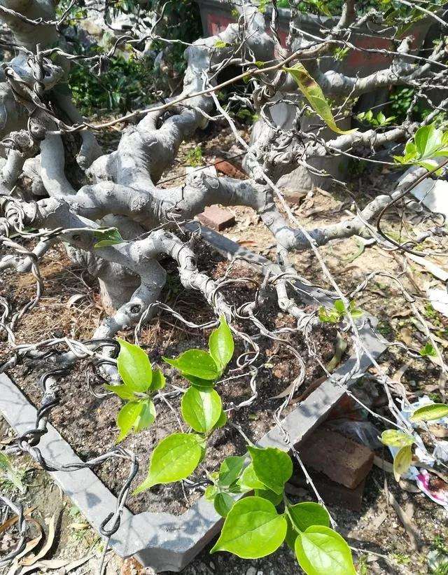 小叶朴树盆景怎么高压矮化的方法