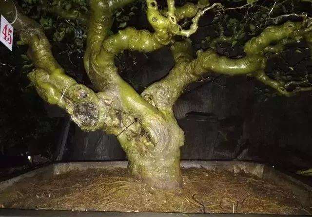 小叶朴树盆景怎么高压矮化的方法