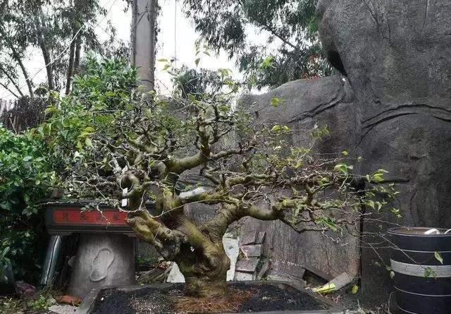 小叶朴树盆景怎么高压矮化的方法