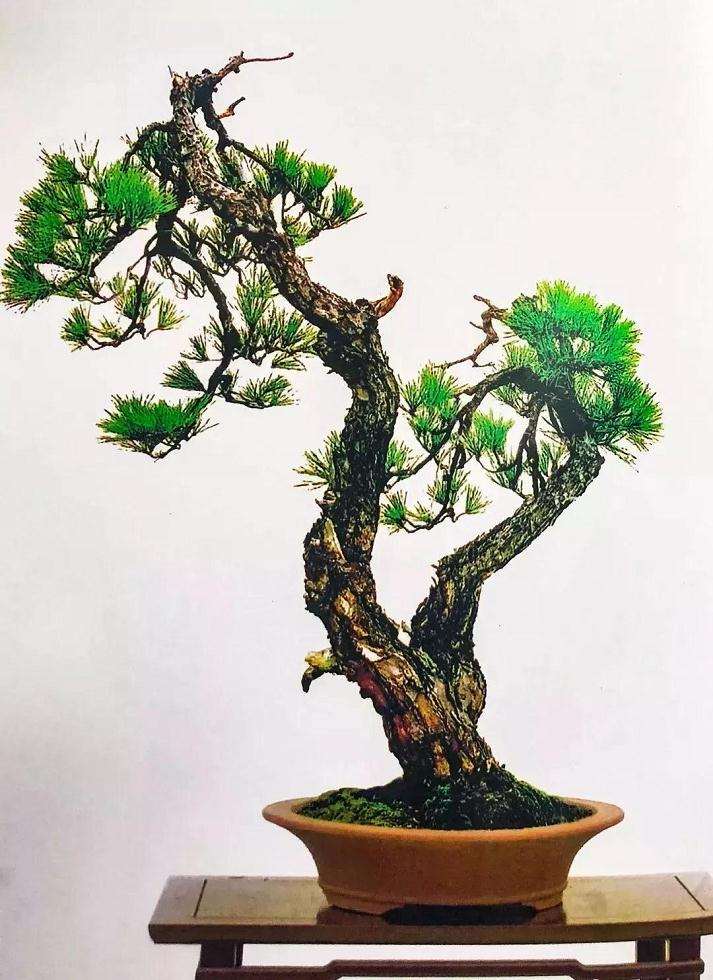 温州盆景艺术界将迎来两大盛会