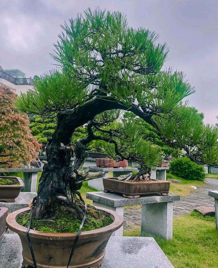 温州盆景艺术界将迎来两大盛会