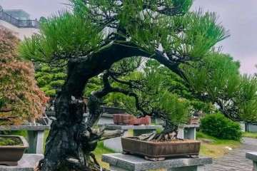 温州市盆景艺术界将迎来两大盛会